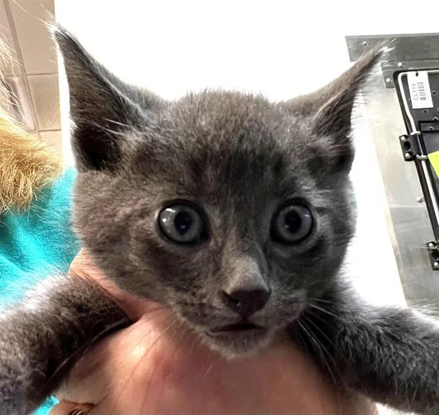 A baby small-sized male Domestic Short Hair cat named Mickey for adoption in Houston, TX