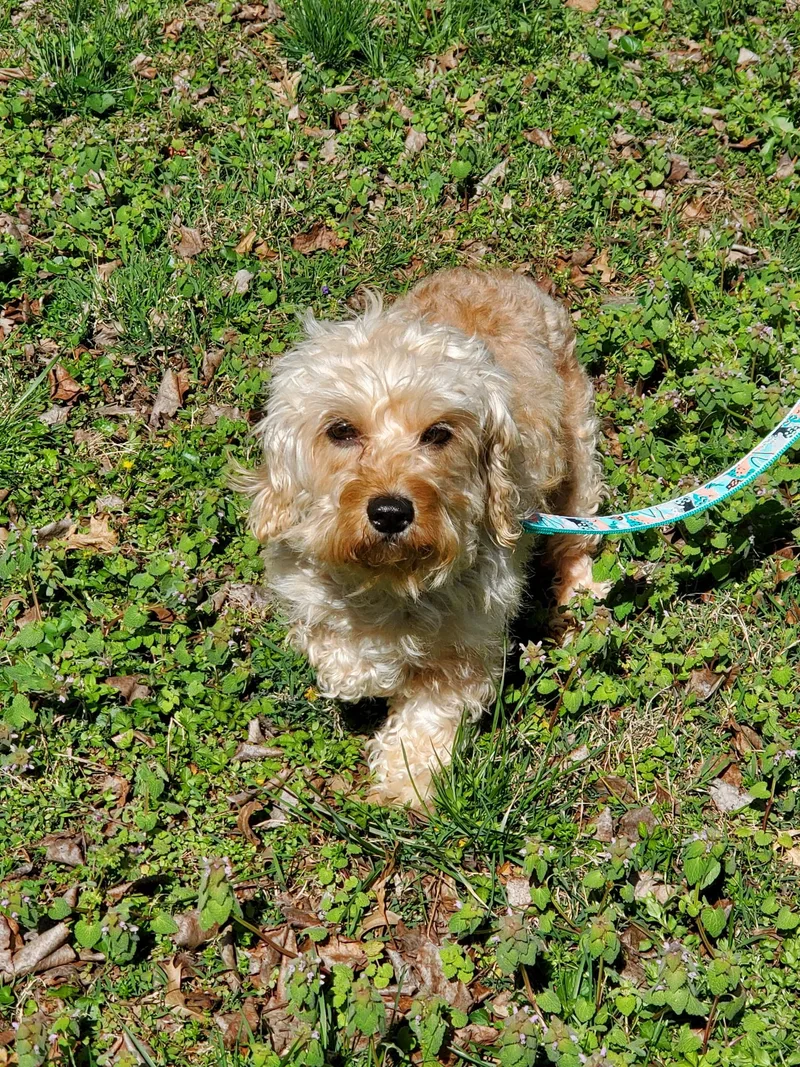 An adult small-sized female Apricot / Beige Maltipoo dog named Diamond for adoption in Hermitage, TN