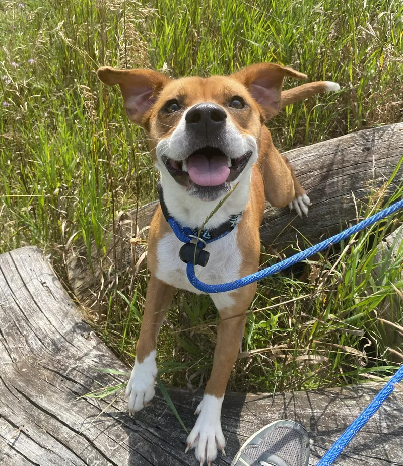 An adult medium-sized female Red / Chestnut / Orange Mixed Breed dog named Cricket for adoption in Allegan, MI