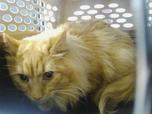 A young large-sized male Domestic Long Hair cat named Stinky for adoption in Charlotte, NC