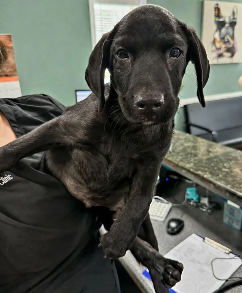 A baby medium-sized male Black Labrador Retriever dog named Suede for adoption in Elkton, MD