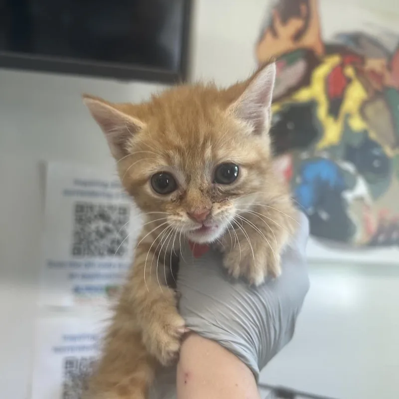 A young small-sized male Orange / Red Domestic Short Hair cat named Vier for adoption in Morganton, NC