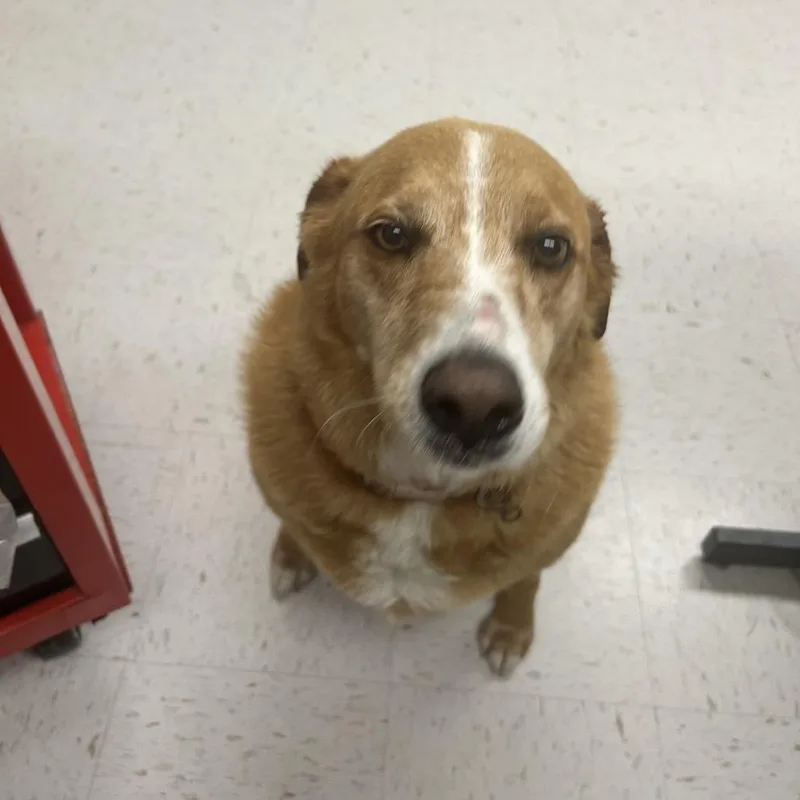 An adult large-sized female Red / Chestnut / Orange Cattle Dog dog named Txacstray for adoption in Portland, TX