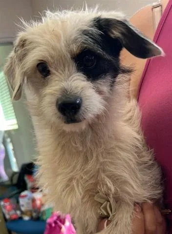 A young small-sized female Terrier dog named Trudy for adoption in San Martin, CA