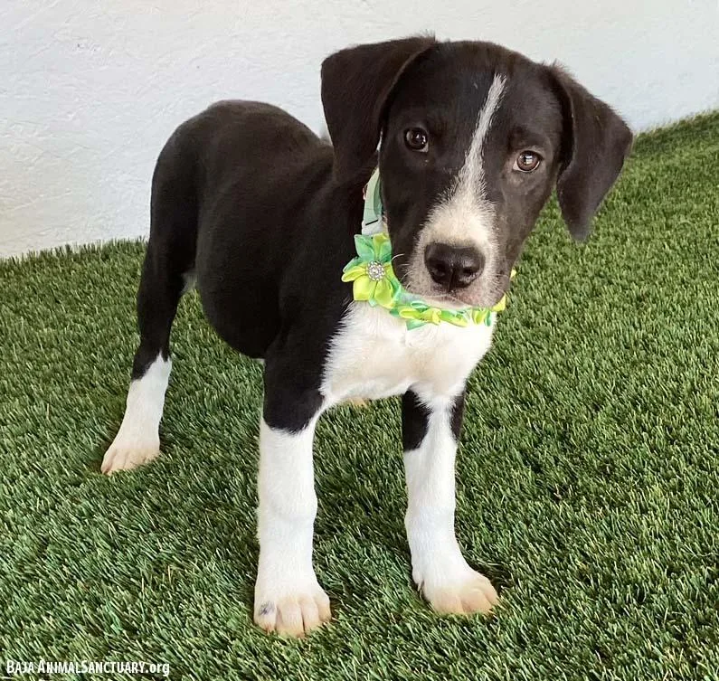 A baby medium-sized female Black Labrador Retriever dog named Makayla for adoption in San Diego, CA