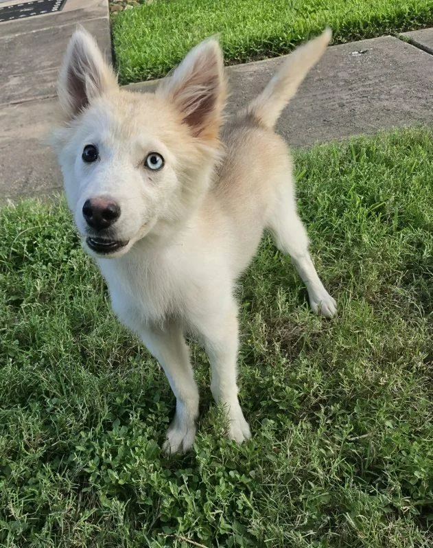 A baby medium-sized female Siberian Husky dog named Hershey Girl for adoption in Sumter, SC