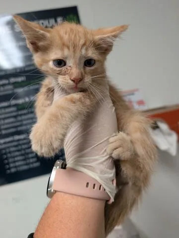 A baby small-sized male Domestic Short Hair cat named Bo for adoption in Bakersfield, CA