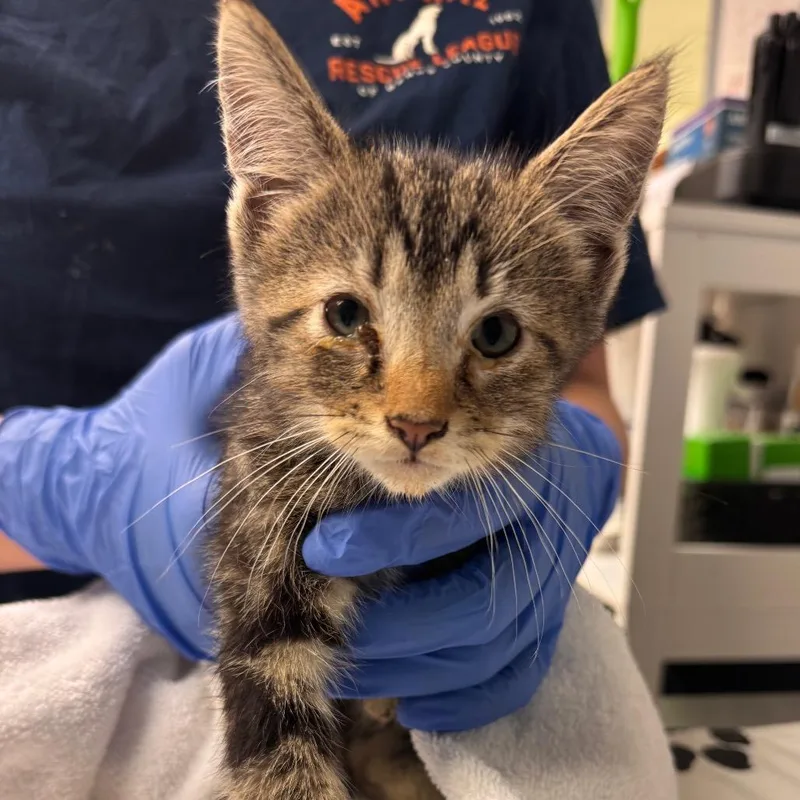 A baby small-sized male Domestic Short Hair cat named Shock for adoption in Birdsboro, PA