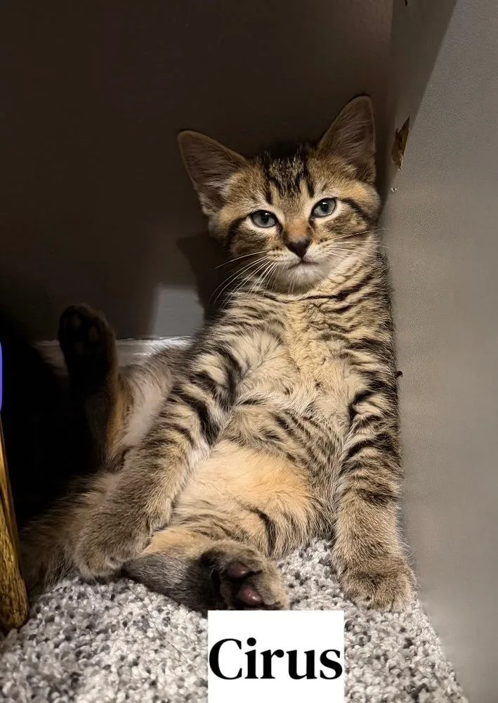 A baby small-sized male Brown / Chocolate Domestic Short Hair cat named Greek boys : Cirus for adoption in Aurora, IN