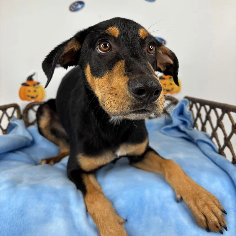 A baby medium-sized male Black Doberman Pinscher dog named Mel for adoption in Fort Wayne, IN