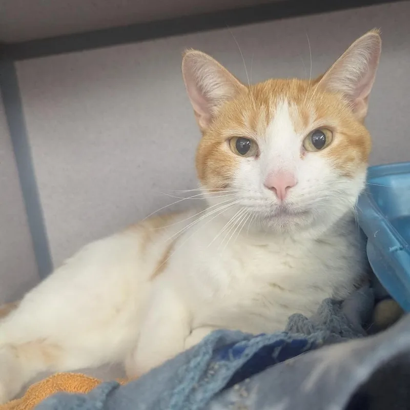 An adult medium-sized female Domestic Short Hair cat named Little Honey for adoption in Evansville, IN
