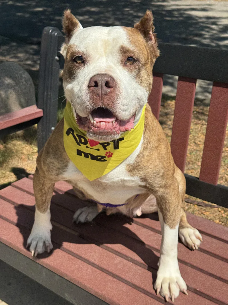 An adult large-sized female Pit Bull Terrier dog named Daisy for adoption in Anderson, IN