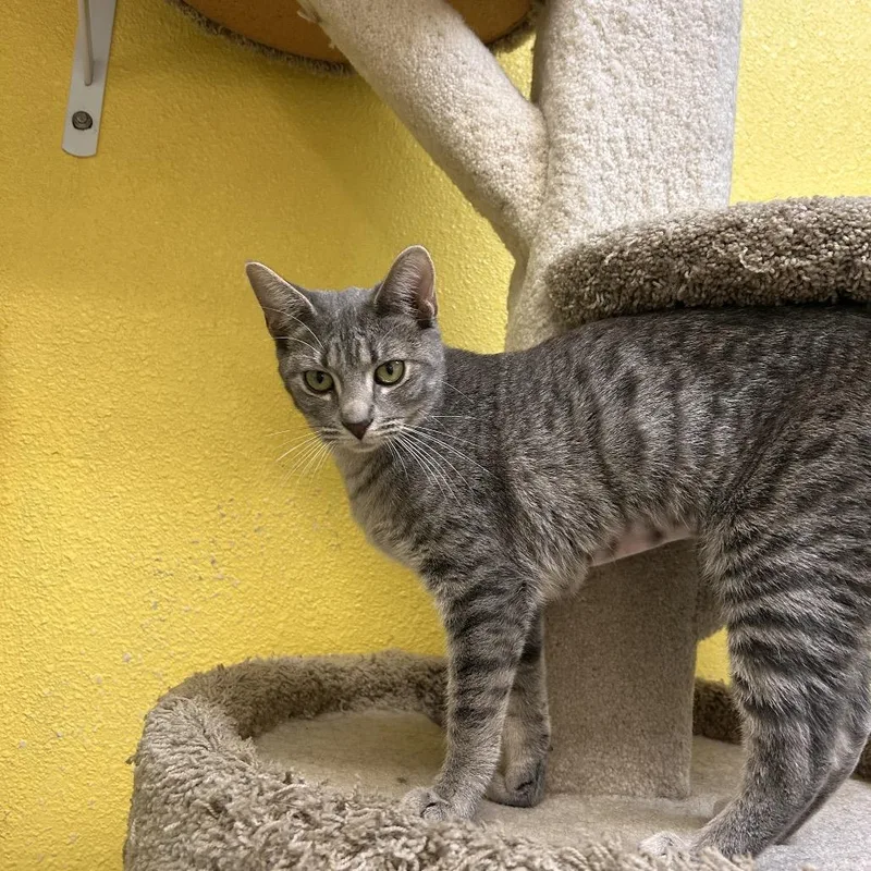 A young medium-sized female Torbie Domestic Short Hair cat named Taemin for adoption in Fresno, CA