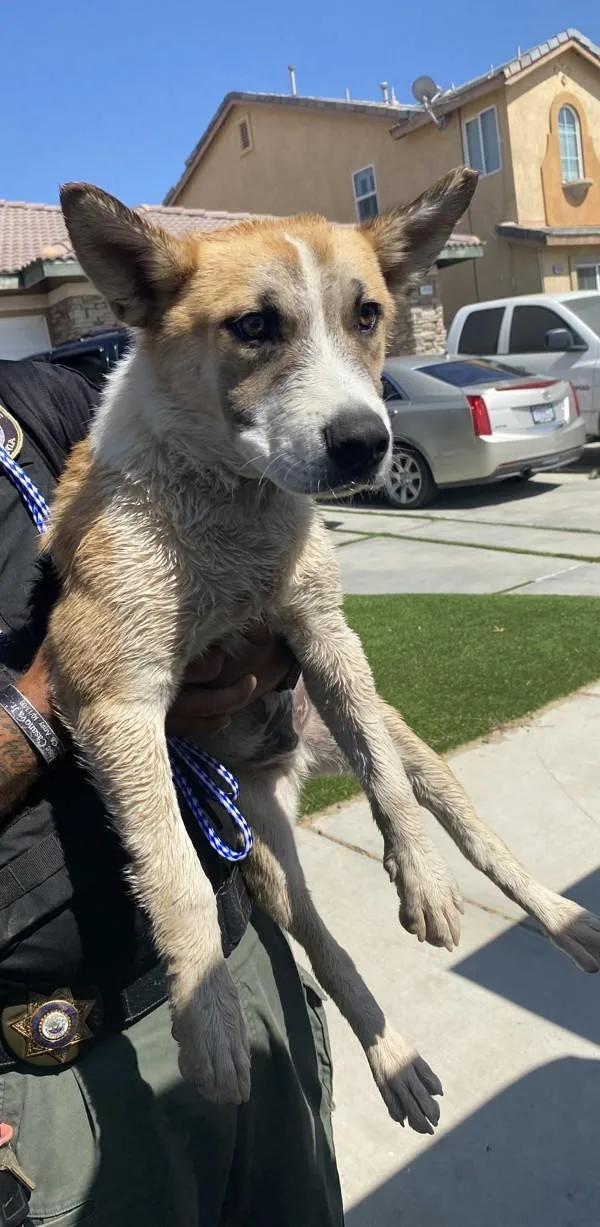 A baby medium-sized male Shepherd dog named Jr for adoption in Victorville, CA