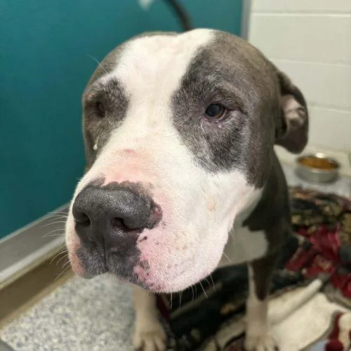 A senior extra large-sized male Gray / Blue / Silver Mixed Breed dog named Hank for adoption in Burlington, IA