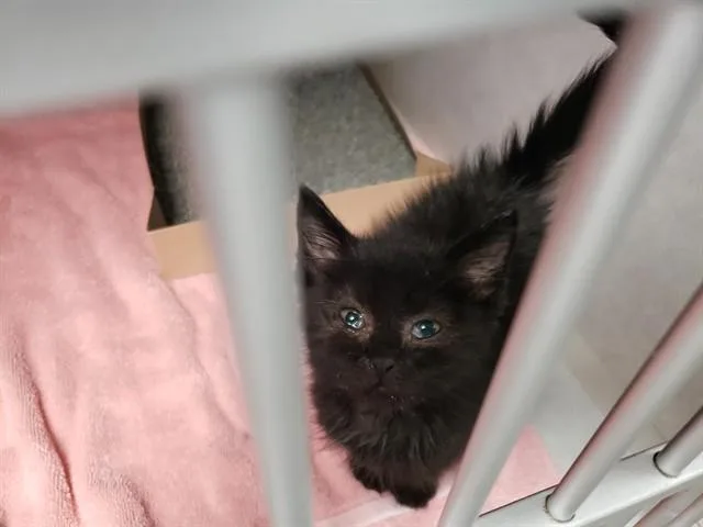 A baby small-sized male Domestic Medium Hair cat named Aladdin for adoption in Omaha, NE