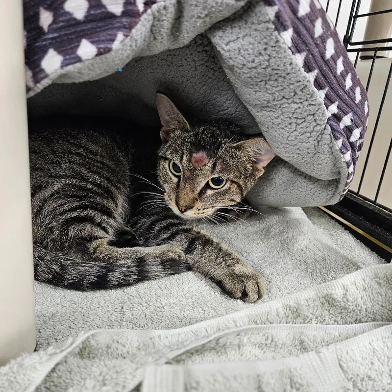 An adult small-sized male Brown / Chocolate Domestic Short Hair cat named Shorts for adoption in Ridgely, MD