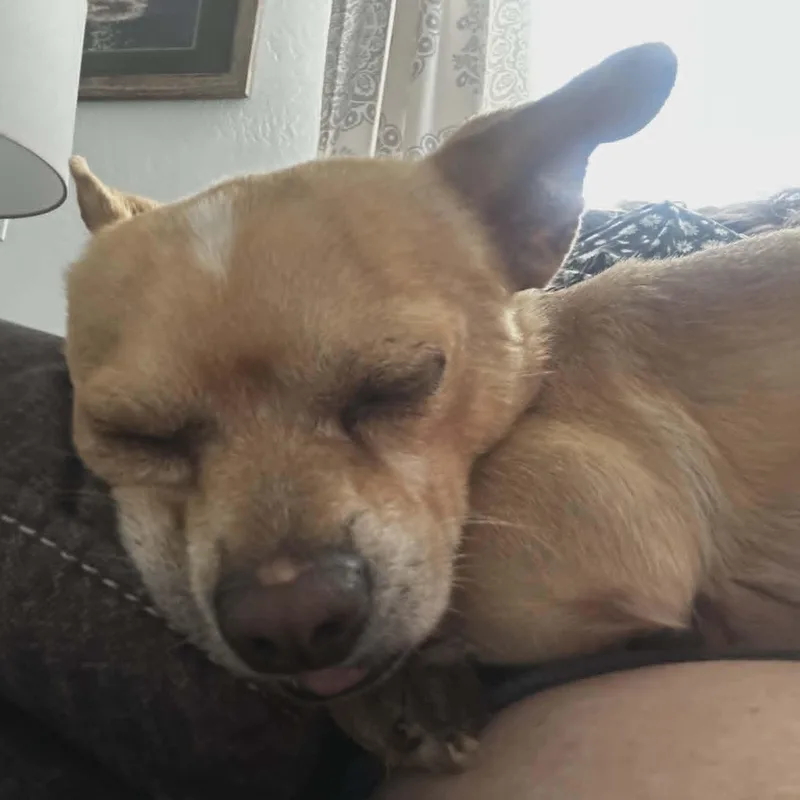 Yoda thumbnail 2