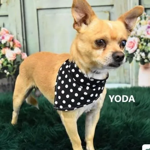 Yoda thumbnail 3
