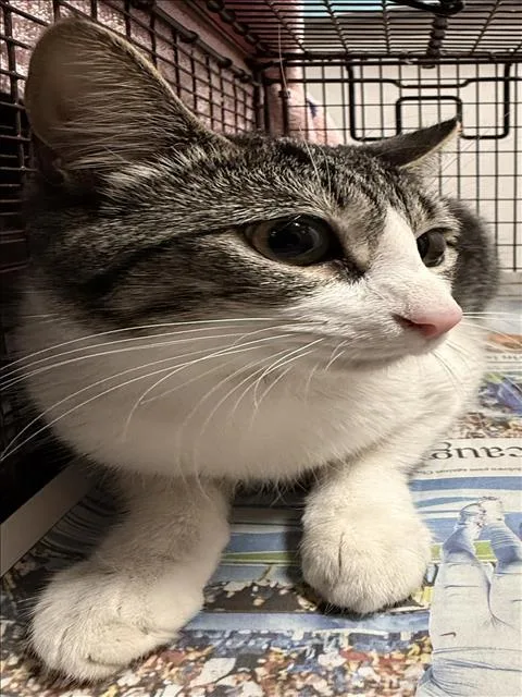 A young medium-sized female Domestic Short Hair cat named Tiny for adoption in Chatsworth, CA