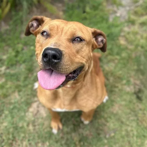 Remi