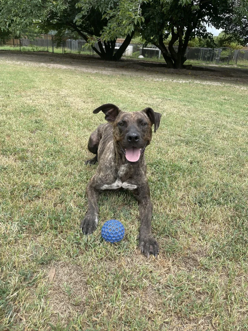 Dexter Duck thumbnail 2