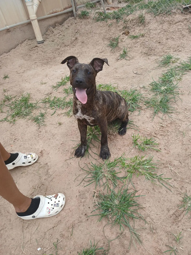 Dexter Duck thumbnail 3