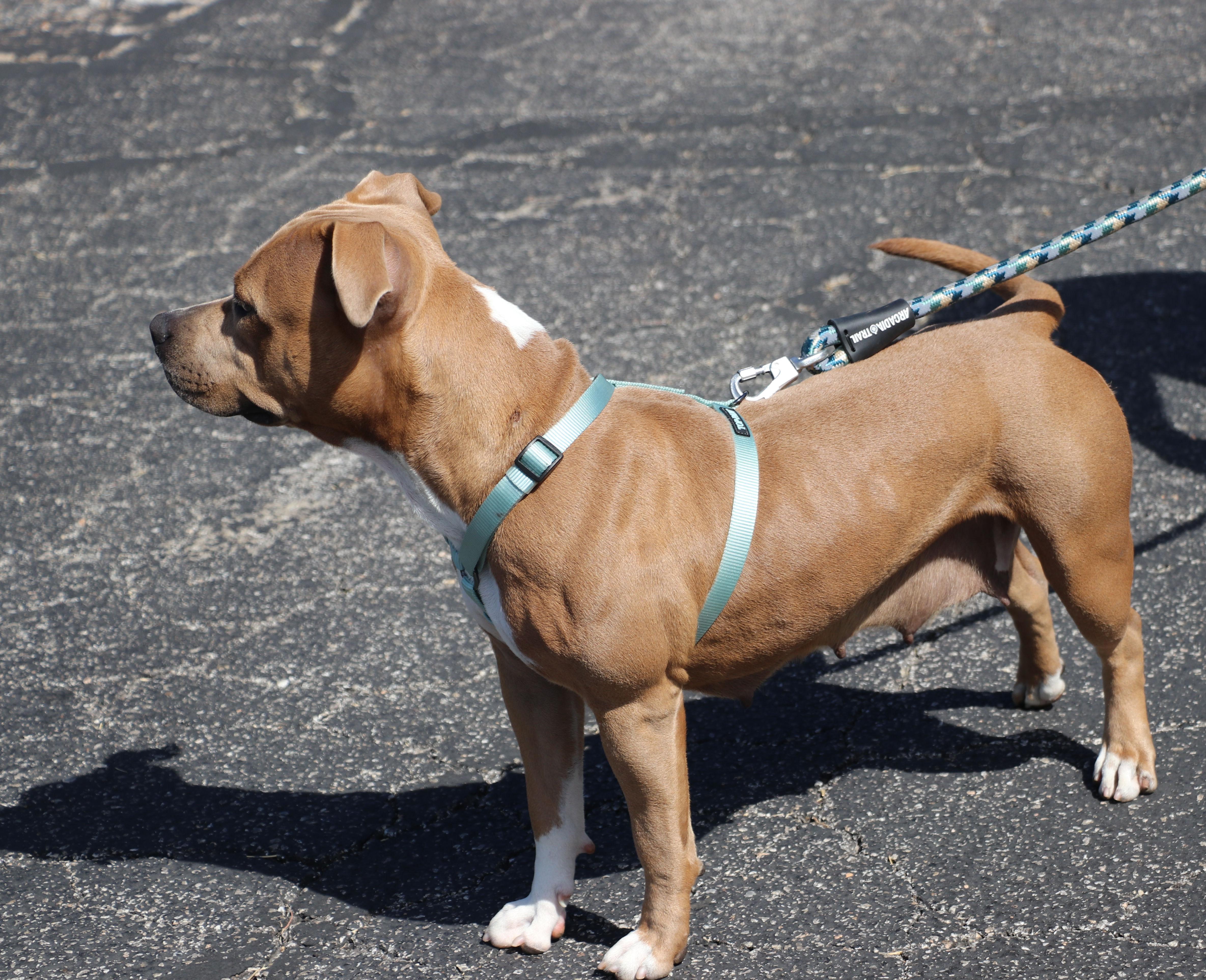 A young medium-sized female Golden Pit Bull Terrier dog named Milly for adoption in Pflugerville, TX