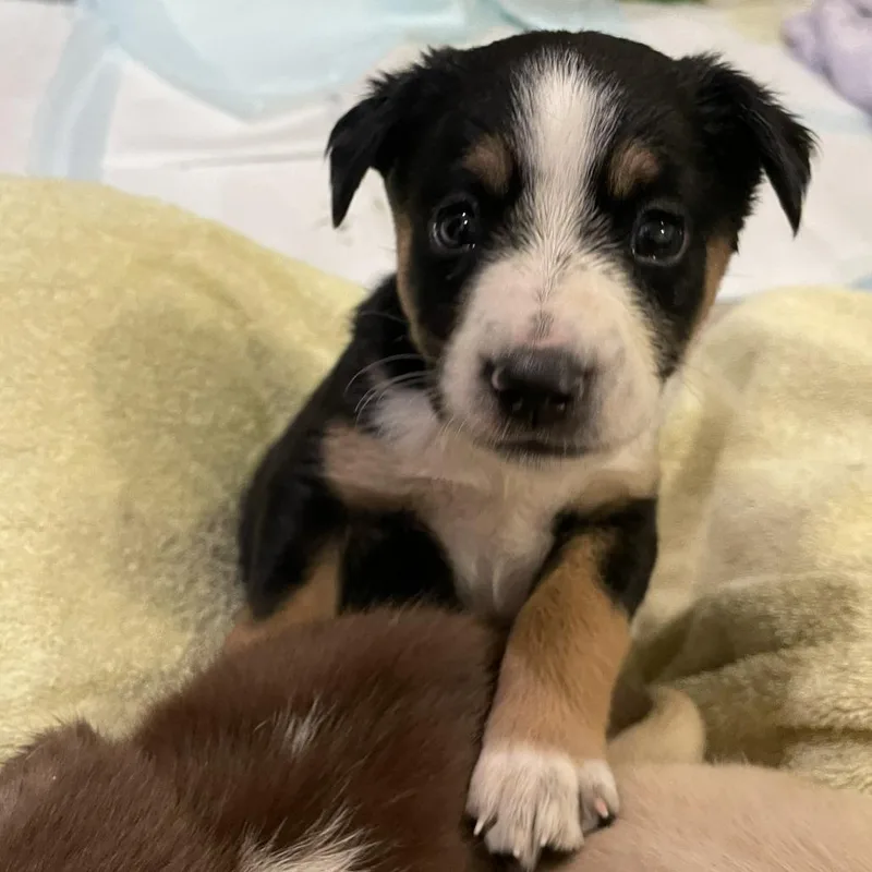 A baby medium-sized female Black Mixed Breed dog named Razzle Dazzle for adoption in Fairfax, VA