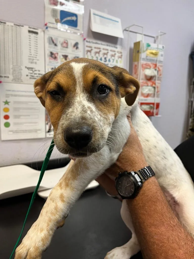 A baby medium-sized female Cattle Dog dog named Joann for adoption in New Braunfels, TX