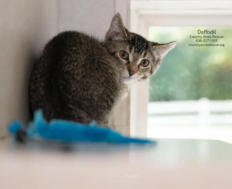 A baby medium-sized female Tabby (Brown / Chocolate) Domestic Short Hair cat named Daffodil for adoption in Manchester, MO