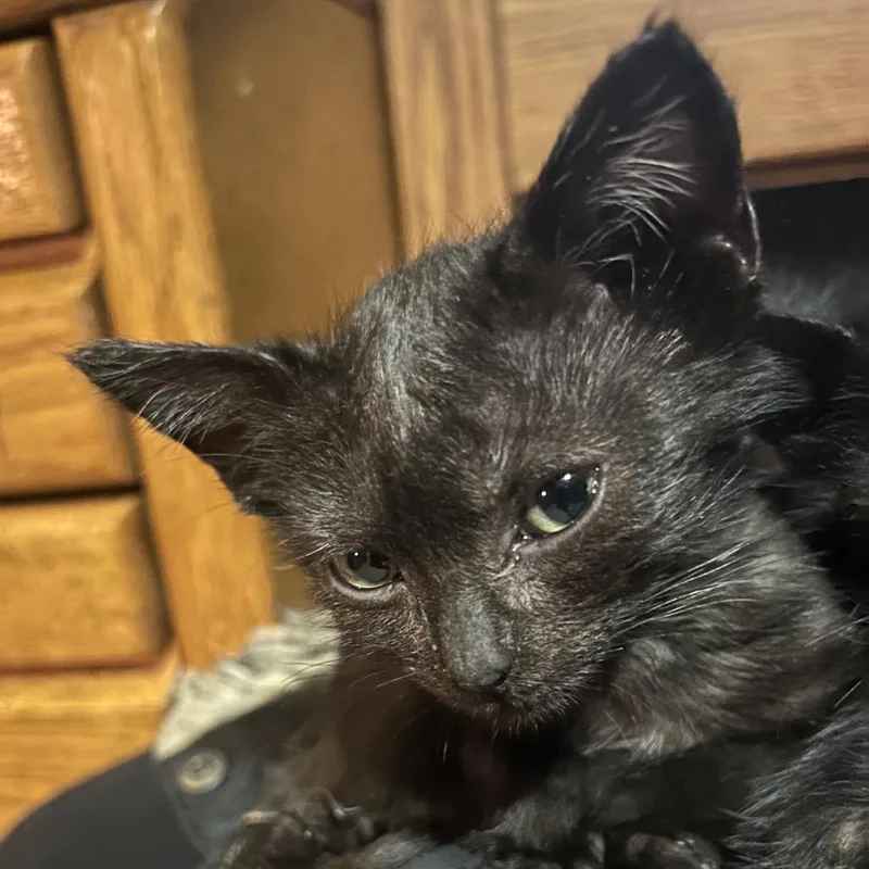 A baby small-sized female Black Domestic Short Hair cat named Purrsia for adoption in Veneta, OR