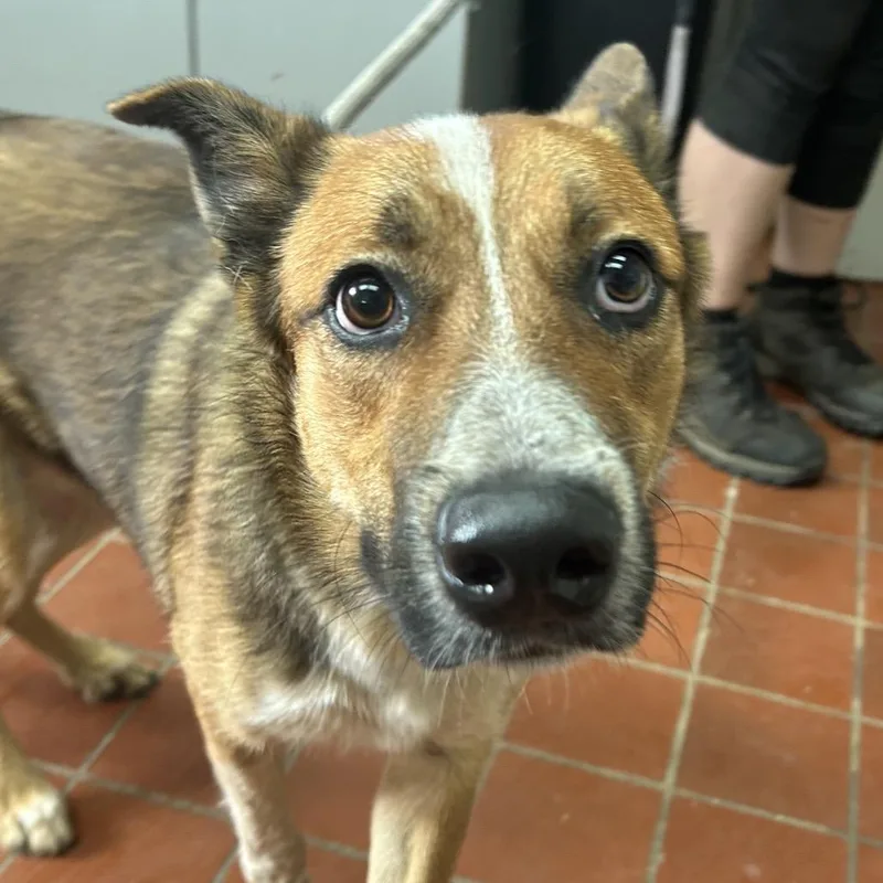 A young medium-sized male Brown / Chocolate Australian Cattle Dog / Blue Heeler dog named Maximus for adoption in West Point, MS