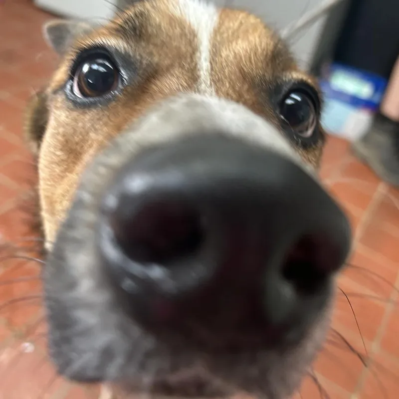 Maximus thumbnail 2