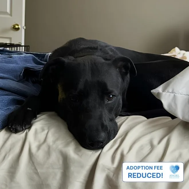 An adult medium-sized female Black Labrador Retriever dog named Stormy for adoption in Naperville, IL
