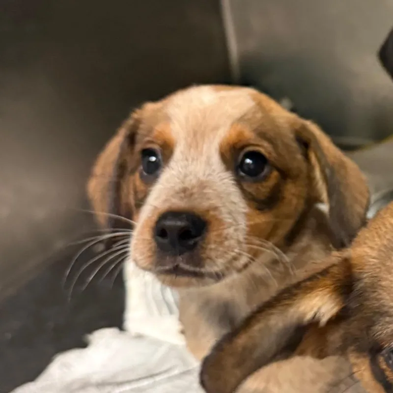 A baby small-sized female Brown / Chocolate Mixed Breed dog named Mattie for adoption in Charleston, WV
