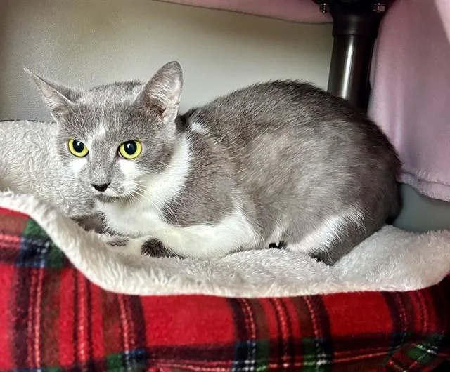 An adult medium-sized female Domestic Short Hair cat named Cow for adoption in Kalamazoo, MI