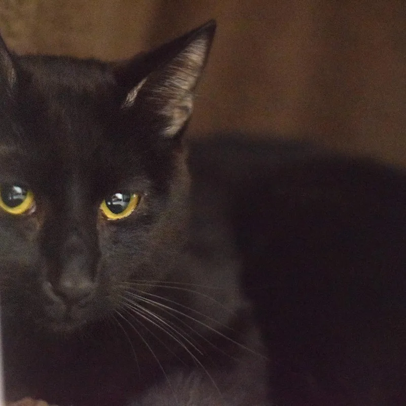 A young medium-sized male Black Domestic Short Hair cat named Tiger for adoption in Belleville, IL