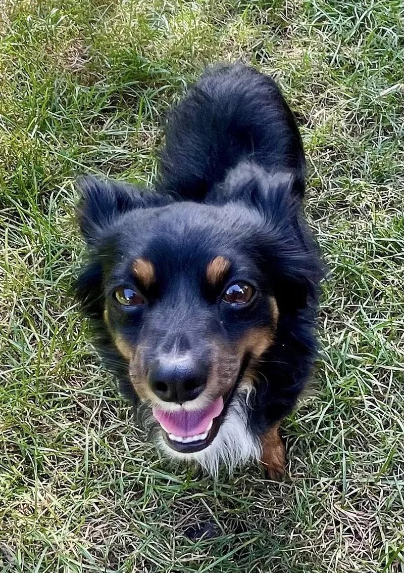 Atticus CA
