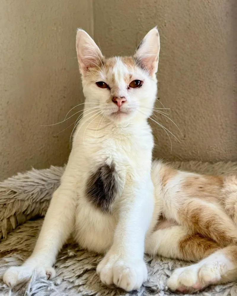 A young large-sized female Calico Domestic Short Hair cat named Honeybee for adoption in Shreveport, LA