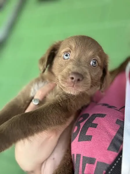 A baby medium-sized female Tricolor (Brown, Black, & White) Labrador Retriever dog named Tam for adoption in Elmsford, NY