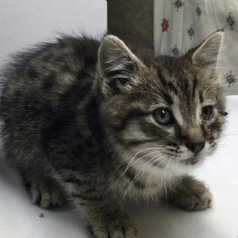 A young small-sized male Domestic Short Hair cat named Timmy for adoption in Riverside, CA