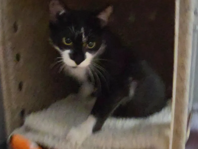A young small-sized female Black Domestic Short Hair cat named Zephyr for adoption in Raleigh, NC
