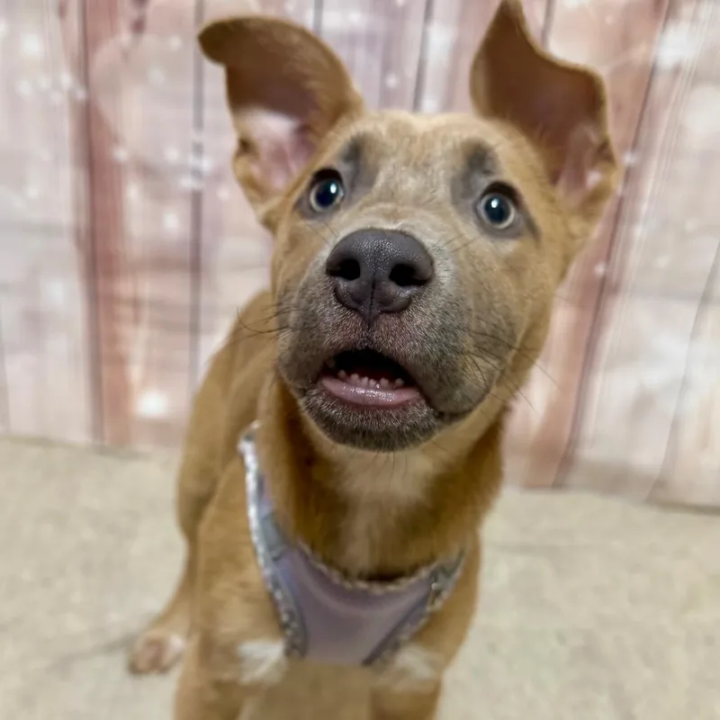 A young medium-sized female Yellow / Tan / Blond / Fawn Shepherd dog named Montana for adoption in Opelika, AL