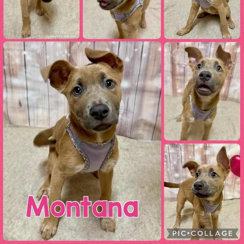 Montana thumbnail 6