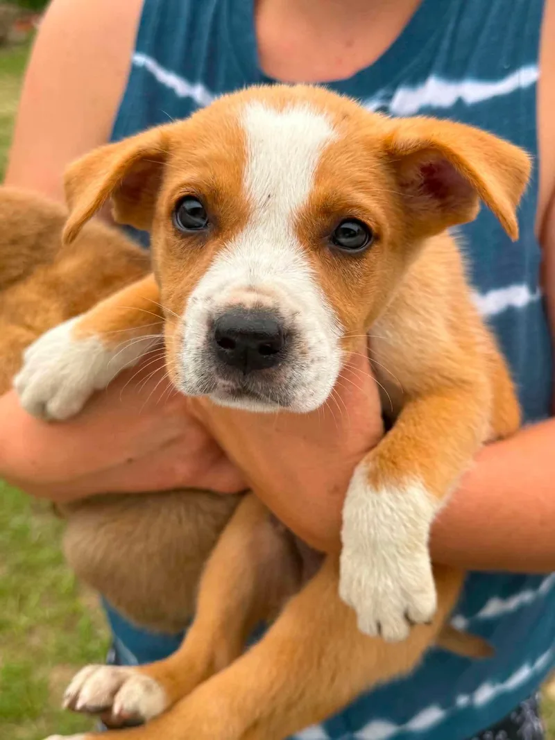 A baby medium-sized male Golden Shepherd dog named Rubble for adoption in Sanford, NC