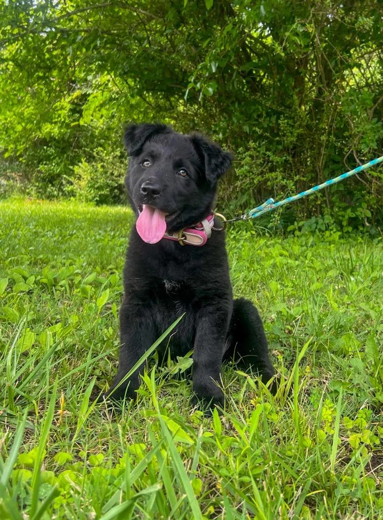 A baby medium-sized female Mixed Breed dog named Fern for adoption in Murray, KY