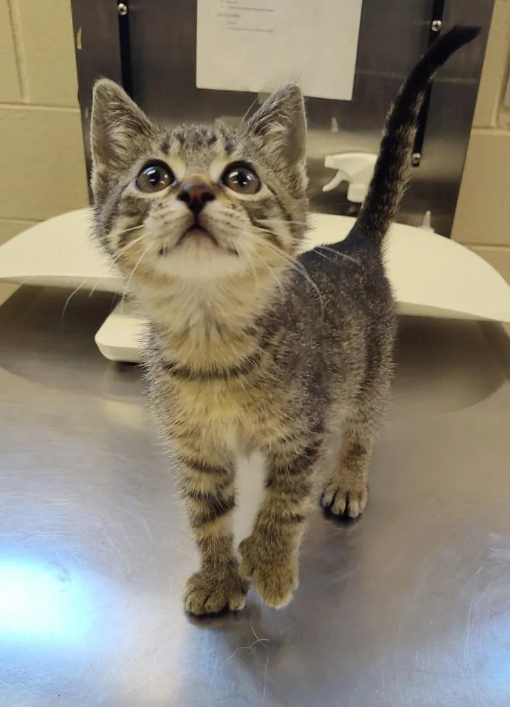 A baby large-sized female Domestic Short Hair cat named Penelopeanut for adoption in Grand Forks, ND