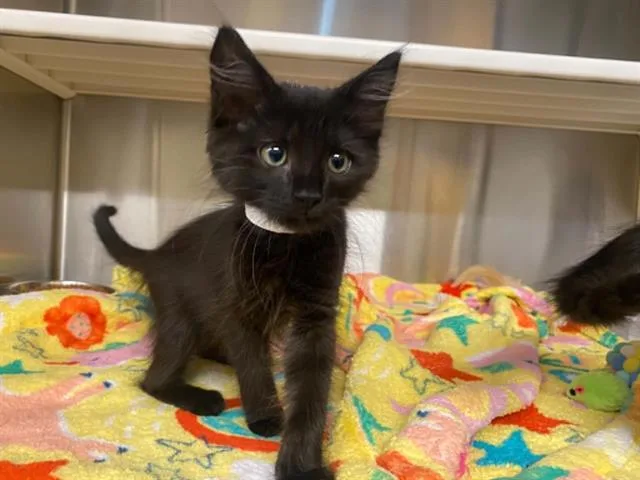 A baby small-sized female Domestic Short Hair cat named Lucy for adoption in Tustin, CA