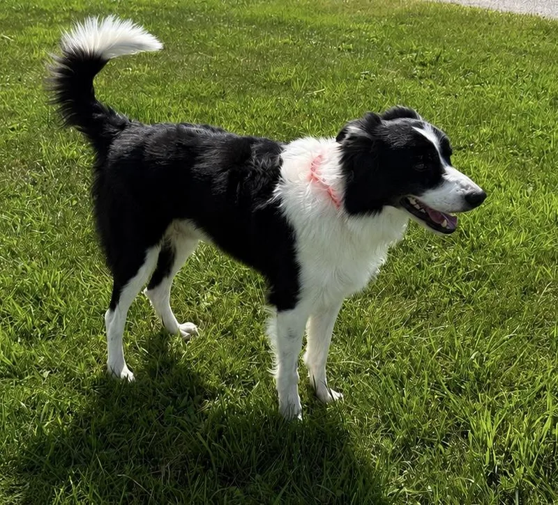 An adult medium-sized male Border Collie dog named Max for adoption in Sault Sainte Marie, MI